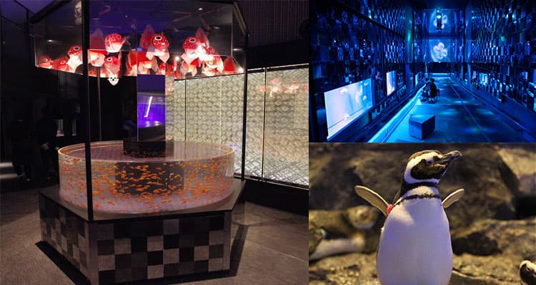 すみだ水族館(SUMIDA AQUARIUM)